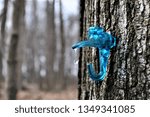 Small photo of Tree sap spile dripping sap