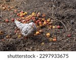 Hen in chicken enclosure eating apples