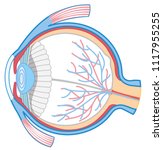 Eyeball anatomy vector clipart image - Free stock photo - Public Domain ...