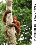 Portrait Of An Orangutan In The ...