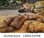 Small photo of work like a dog and sleep like a log.