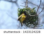 Southern Masked Weaver  Ploceus ...