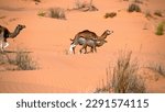 Small photo of Baby dromedary camels (Camelus dromedarius) with their mother, near a watering hole in the Sahara Desert, outside of Douz, Tunisia
