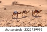 Small photo of Overhead view of a caravan of dromedary camels (Camelus dromedarius) in the Sahara Desert, outside of Douz, Tunisia