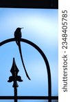 Small photo of Silhouette of a long-tailed sylph (Aglaiocercus kingii) perched on a metal fence in a garden in Cotacachi, Ecuador