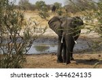 Elephant By A Watering Hole ...
