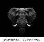 Elephant head  black and white...