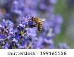 European Honey Bee  Apis...