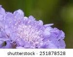 Scabiosa Flower Closeup