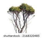 Small photo of View of manuka tree branches isolated on white background