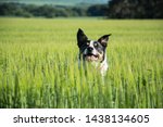 Happy Collie Dog In A Field Of...