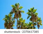 Small photo of Exotic Palm trees in Spain with sky background. Summer tine and sun weather.