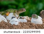 Baby Green Iguana Hatching From ...