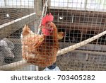 Beautiful Rhode Island Red Chicken, Hen sitting on perch in enclosure