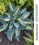 Small photo of Hosta "Party Popper". Arrow-shaped, long stiff blue leaves with a rather narrow yellow center.
