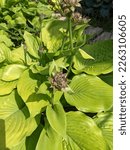 Small photo of Hosta Sum and Substance is good with giant leaves that resemble Chartreuse liqueur in color, the lighter the place, the more yellow they are.