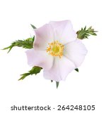Light Pink Rose Isolated On...