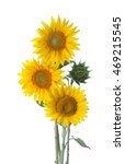 Three Sunflowers Isolated On A...