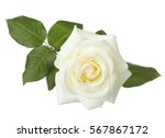 White rose isolated on white...