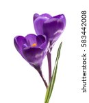Two  Flowers Of Crocus Isolated ...