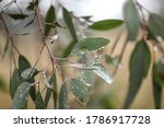 Small photo of Australian gum tree leaves and gumnuts close up covered in water droplets after winter rain