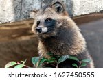 Japanese raccoon dog (Nyctereutes procyonoides viverrinus) 