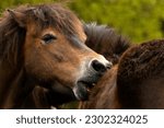 Small photo of exmoor pony runs her mouth through the fur of another exmoor pony to clean her of ticks and other insects and parasites