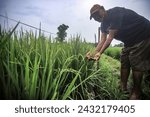 Small photo of TANGERANG, INDONESIA-MARCH 2024-Farmers make tools to deter rice-eating birds in their rice fields on 01, March 2024 in Tangerang.