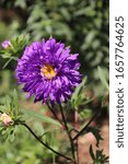 Small photo of Aster is a genus of perennial flowering plants in the family Asteraceae. Its circumscription has been narrowed, and it now encompasses around 180 species.