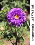 Small photo of Aster is a genus of perennial flowering plants in the family Asteraceae. Its circumscription has been narrowed, and it now encompasses around 180 species.