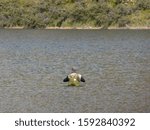 Small photo of Wade through the water to catch fish naturally