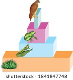  energy pyramid biology ecology ... | Shutterstock .eps vector #1841847748