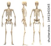 Skeleton Free Stock Photo - Public Domain Pictures