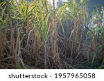 sugarcane harvesting season ... | Shutterstock . vector #1957965058