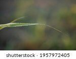 dew on sugarcane leaf in the... | Shutterstock . vector #1957972405