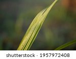 dew on sugarcane leaf in the... | Shutterstock . vector #1957972408