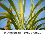 sugarcane leaves  in blue sky... | Shutterstock . vector #1957972522