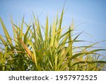 sugarcane leaves in blue sky... | Shutterstock . vector #1957972525