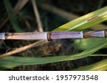 sugarcane isolated on blurry... | Shutterstock . vector #1957973548