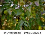 guava fruit tree in an organic... | Shutterstock . vector #1958060215