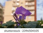 Small photo of Close-up view of a purple Datura stramonium (Jimsonweed) flower, displaying its vibrant color and intricate details against a soft-focus background. Perfect for botanical and natural themes