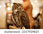 Small photo of Great horned owl or hoot owl in the room : close up