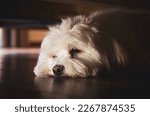Small photo of Old domestic dog (maltese bichon) laying on the dark wooden floor. Concept of tiredness, depression, hiding from society. Selective focus to the eye of the dog, blurred out foreground and background.