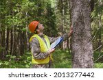 A forest engineer works in the forest. The forester examines the forest plantation. Voluntary forest certification.