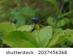 Small photo of Herb paris on natural background