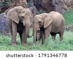 Family of elephants  loxodonta...