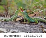 Couple of ocellated lizards (Timon lepidus) standing on a rock. Male and female reptiles mating. Beautiful and colorful green and blue lizards from Spain in natural mediterranean environment. 