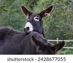 Small photo of Portrait of a cute and funny donkey resting its head on his sibling. Two loving jackasses kissing each other in a scenic rural area. Beautiful farm animals enjoying a good time together.
