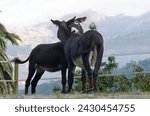 Small photo of Couple of cute donkeys loving each other on a farm. Two loving jackasses kissing each other in a scenic rural area with mountains in the background. Beautiful farm animals roaming freely.