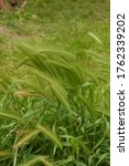 Small photo of hordeum murinum aka wall barley or false barley grass plant. Plants with spikes of mouse tail, mouse barley.